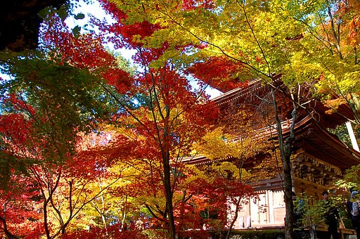 金剛輪寺紅葉
