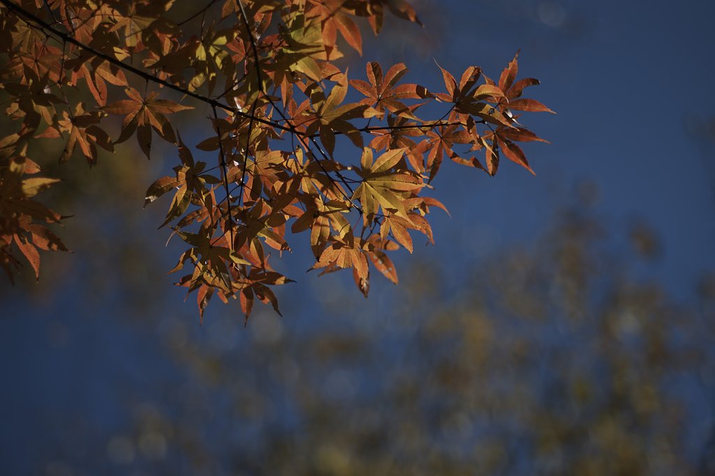 Sonnar 1:2 f=85mm