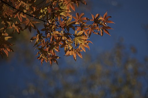 Sonnar 1:2 f=85mm