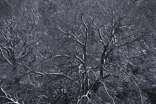 冬木立