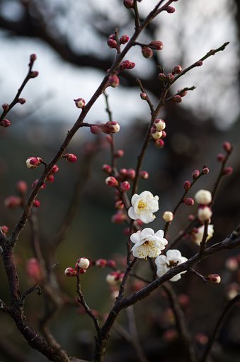 白梅
