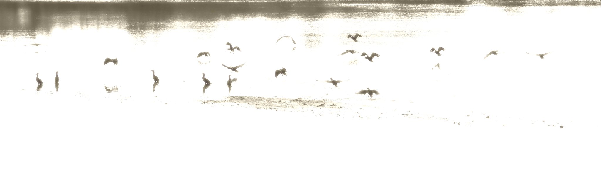 屏風絵風鳥々戯画