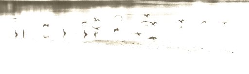 屏風絵風鳥々戯画