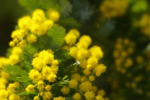 【春】4月になれば・・・