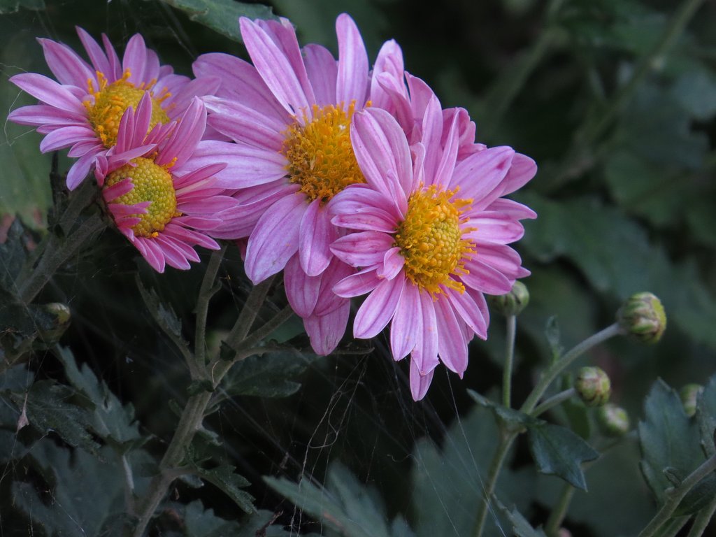 赤い菊