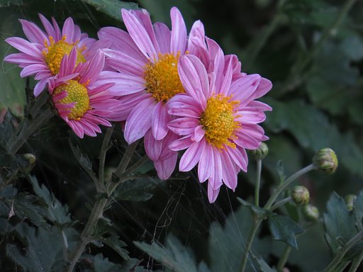 赤い菊