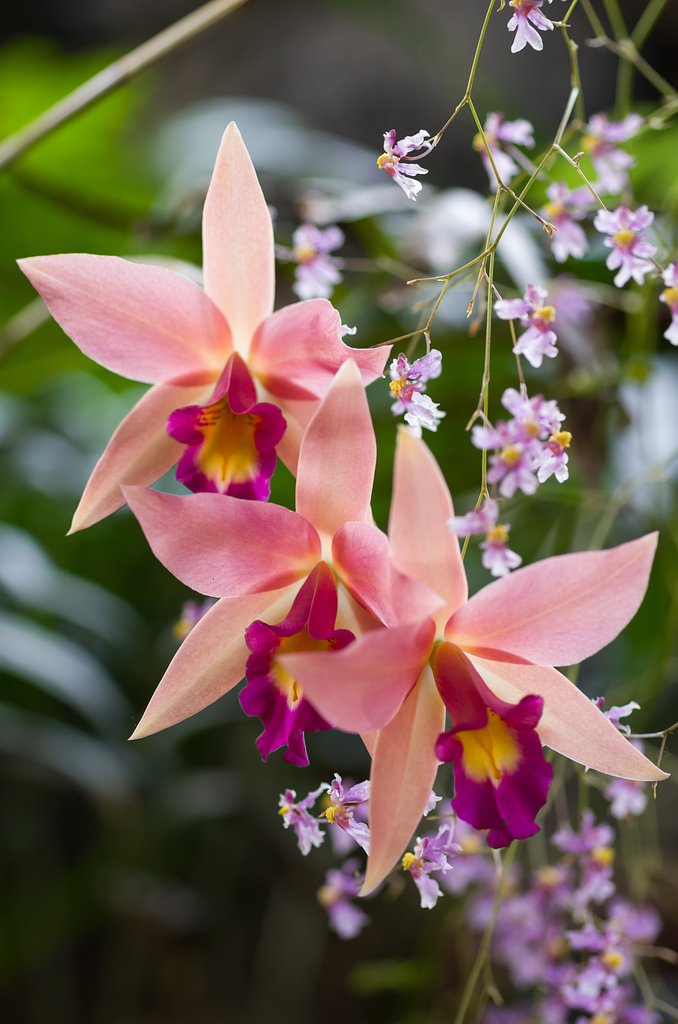 SIGMA MACRO 70mm F2.8