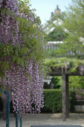 ふじ　②