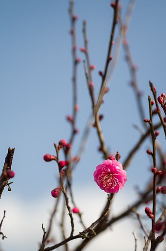 SIGMA MACRO 70mm F2.8 