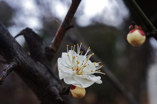 羽根木の梅