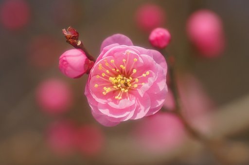 pinkest
