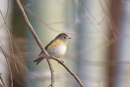 再びルリビタキ♀