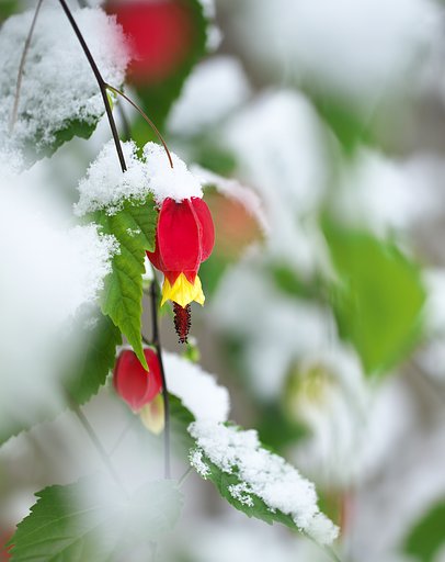 SnowPresent