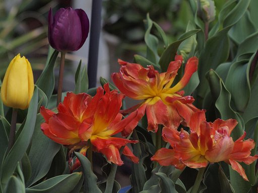 庭の派手な花