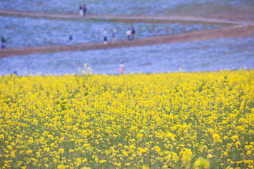 菜の花