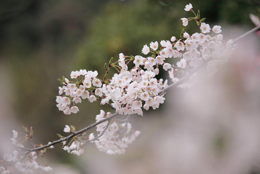 駆け抜けた桜季