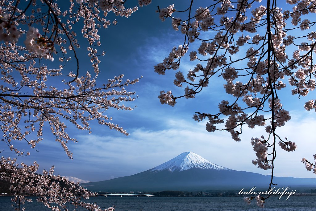 桜よ、今年もありがとう。