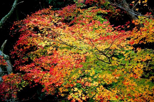マダラな紅葉