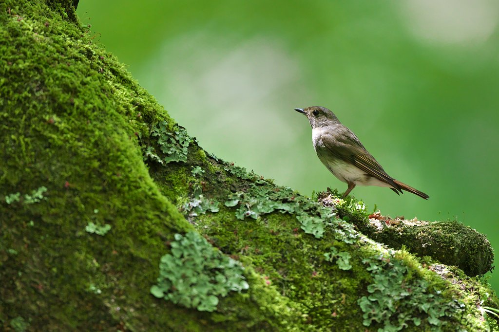 キビタキ♀