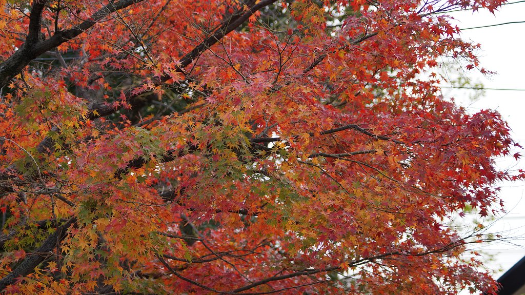紅葉