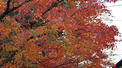 紅葉