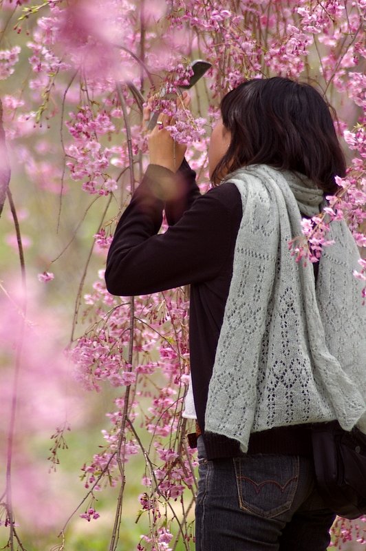 まだまだ桜です。