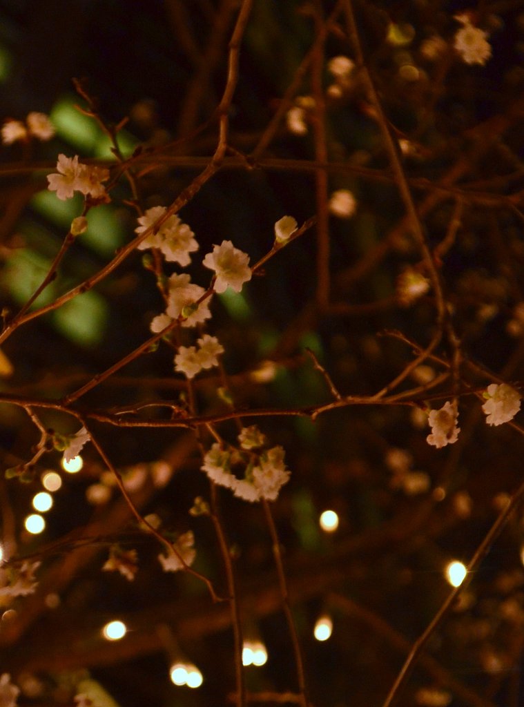夜桜