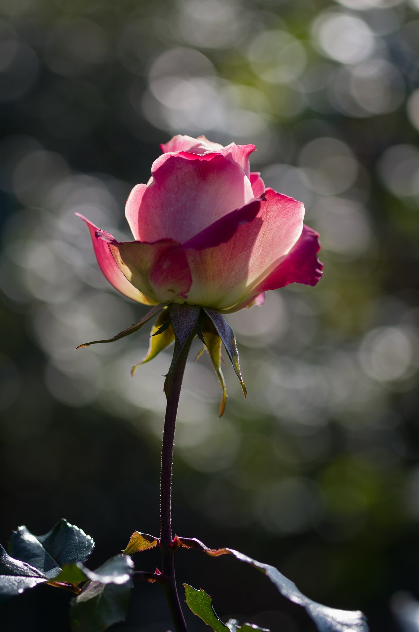 SIGMA MACRO 70mm F2.8 