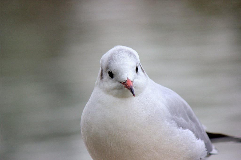 ユリカモメ