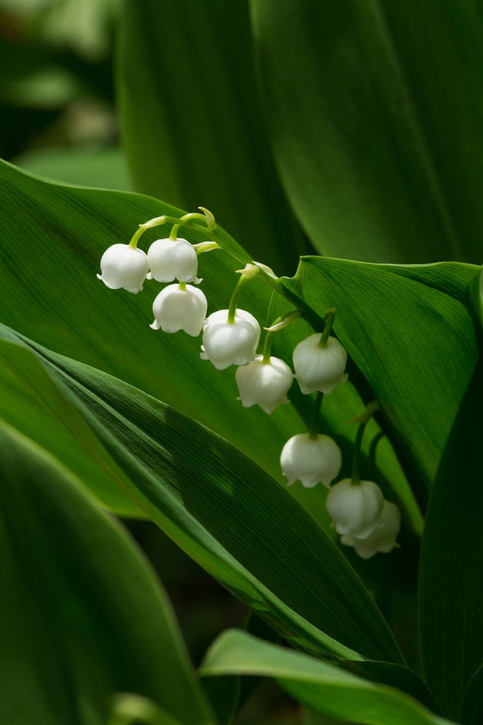 EF180mm F3.5 L MACRO USM