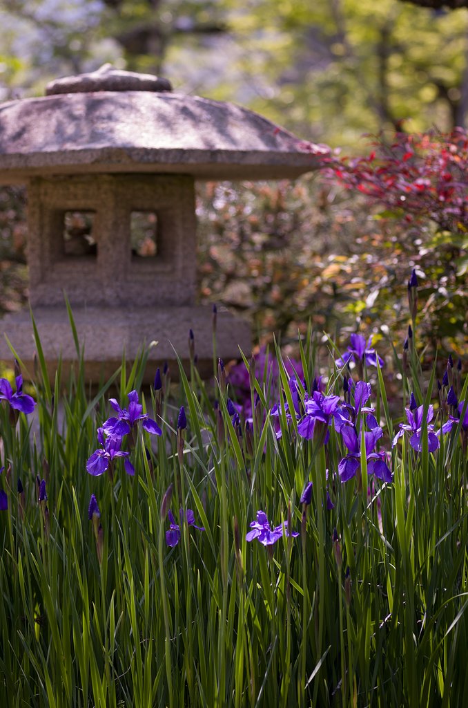 SIGMA MACRO 70mm F2.8 