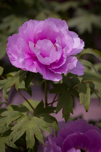 SIGMA MACRO 70mm F2.8 