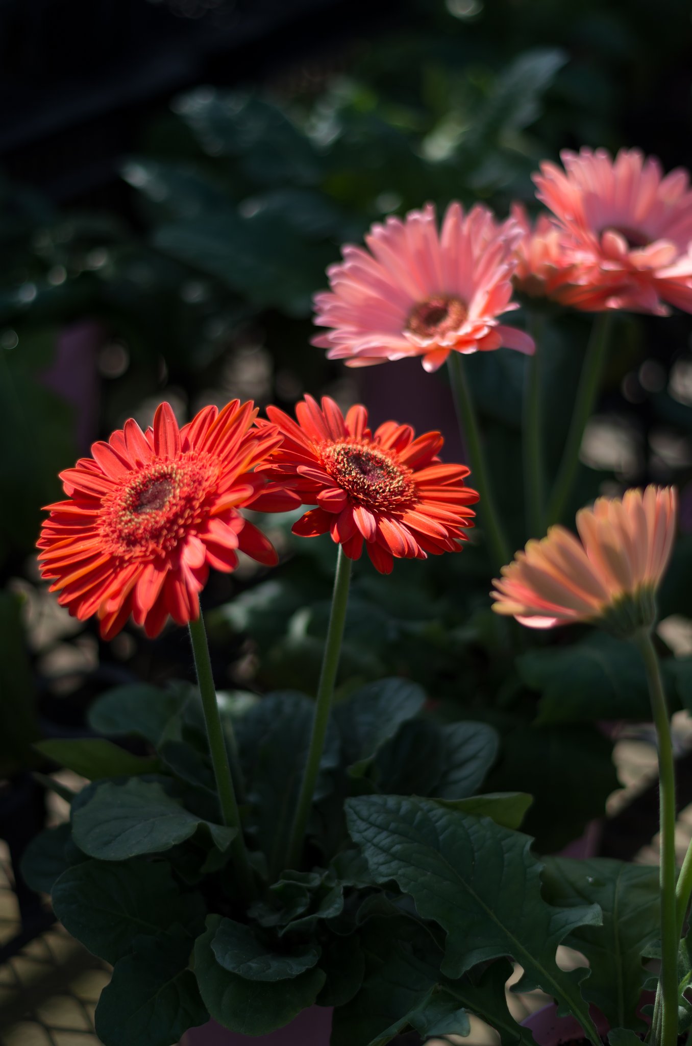 PENTAX-DA 50mmF1.8