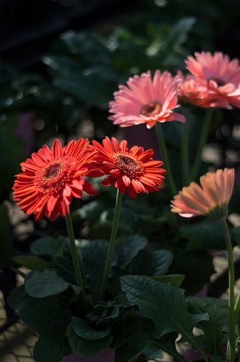 PENTAX-DA 50mmF1.8
