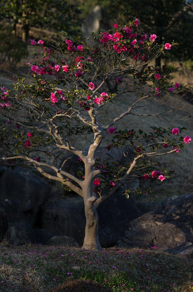 山茶花３
