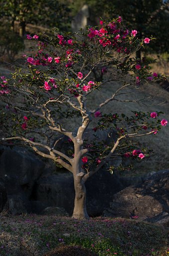 山茶花３