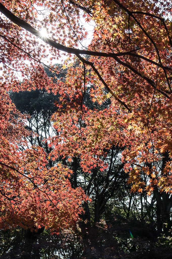 晩秋里へⅡ
