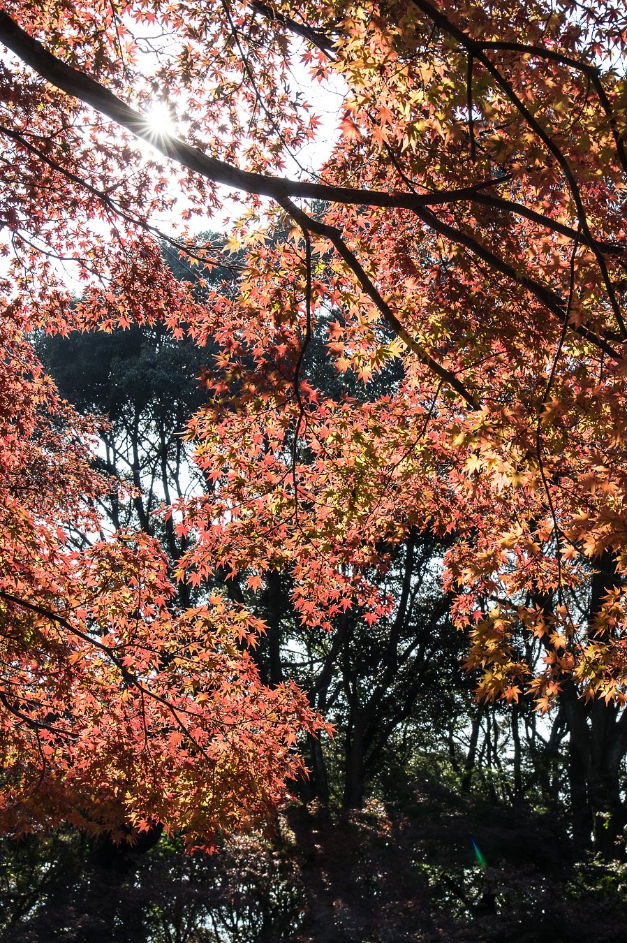 晩秋里へⅡ