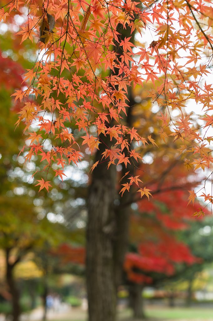 SUMMILUX-M 50mm F1.4 ASPH