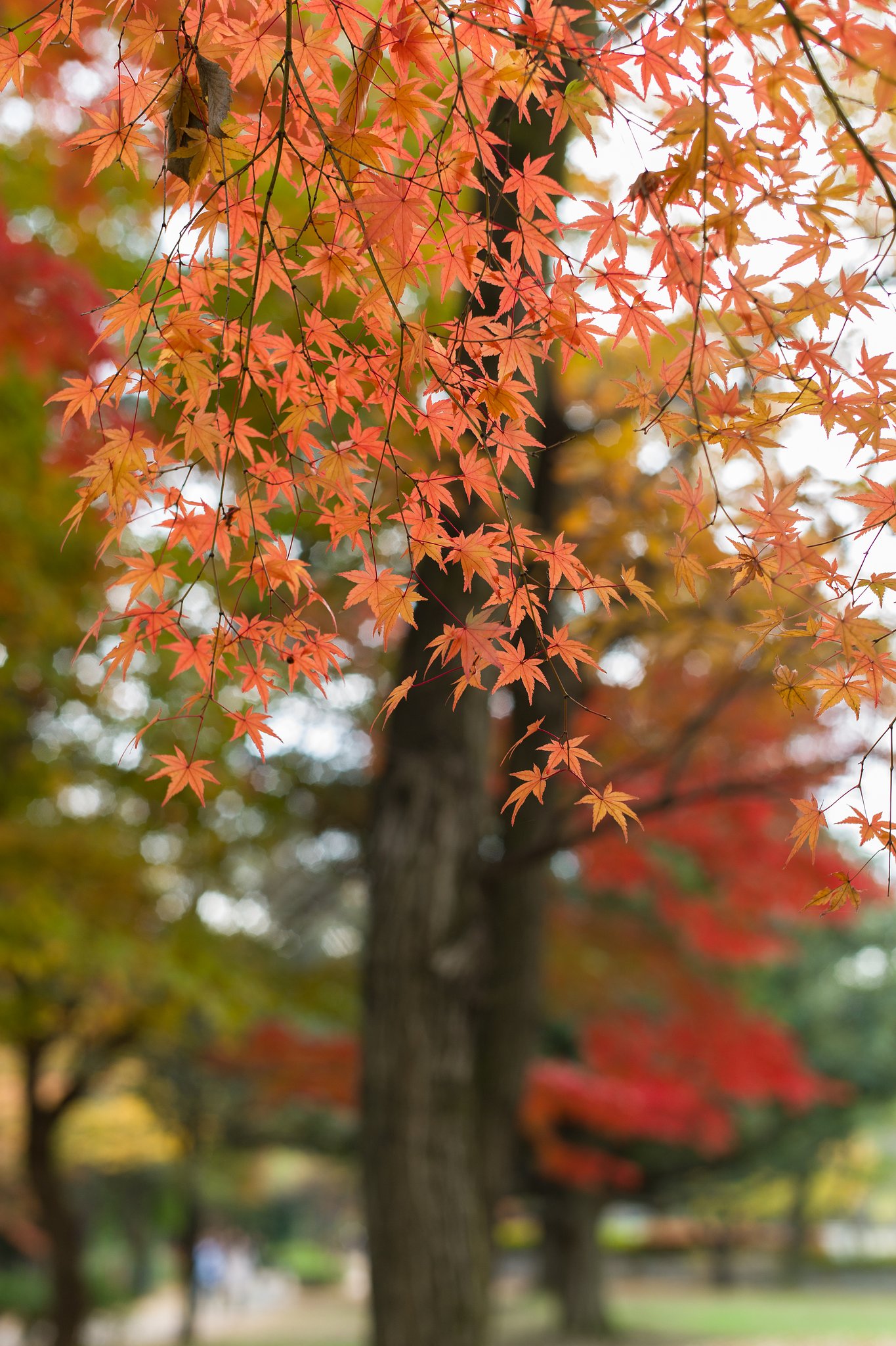 SUMMILUX-M 50mm F1.4 ASPH