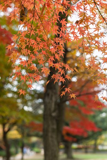 SUMMILUX-M 50mm F1.4 ASPH