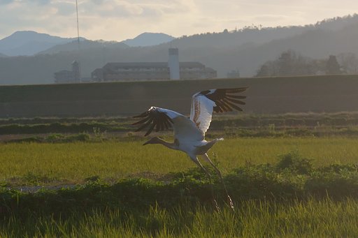 ソデグロヅルの幼鳥