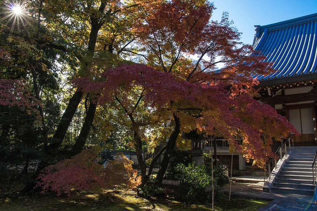 紅葉とピカっ！