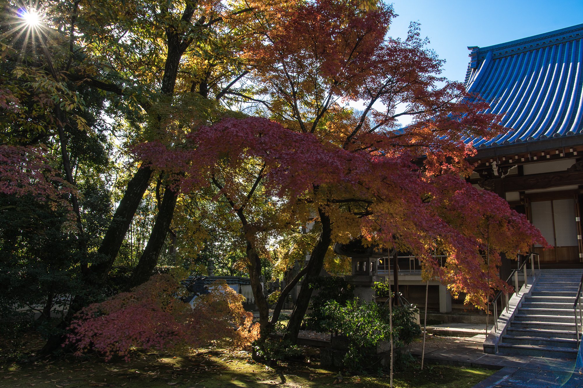 紅葉とピカっ！