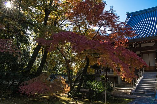 紅葉とピカっ！