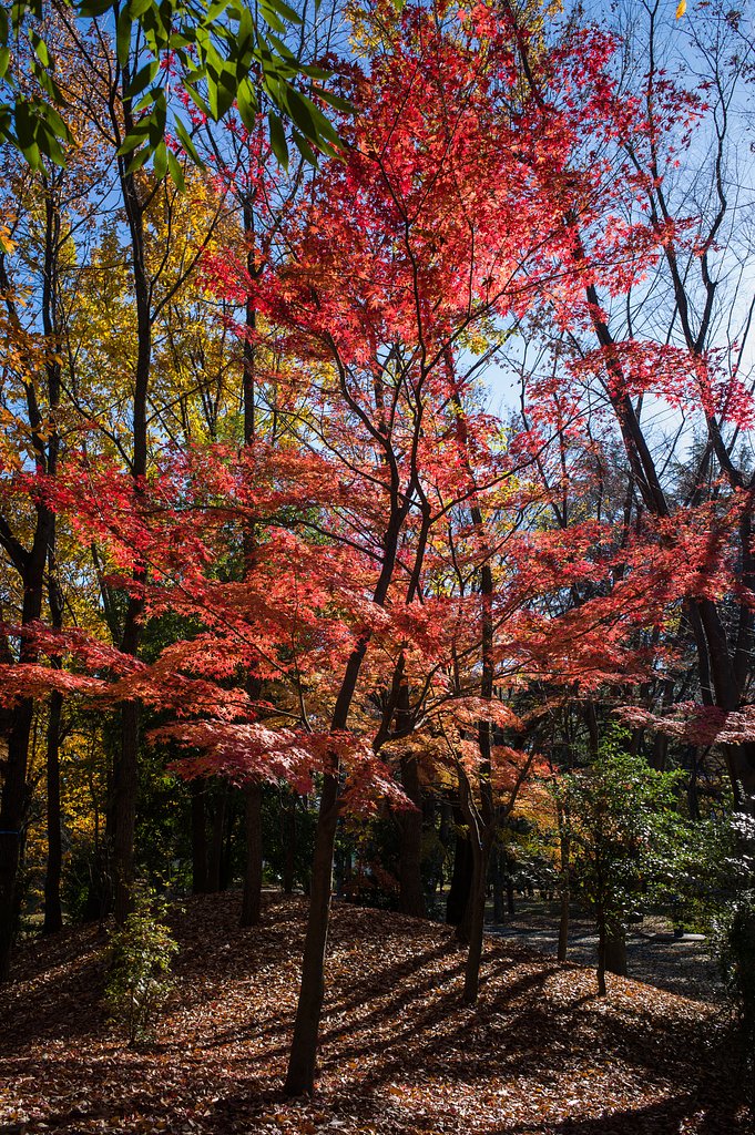 ELMARIT-M 28mm F2.8 ASPH