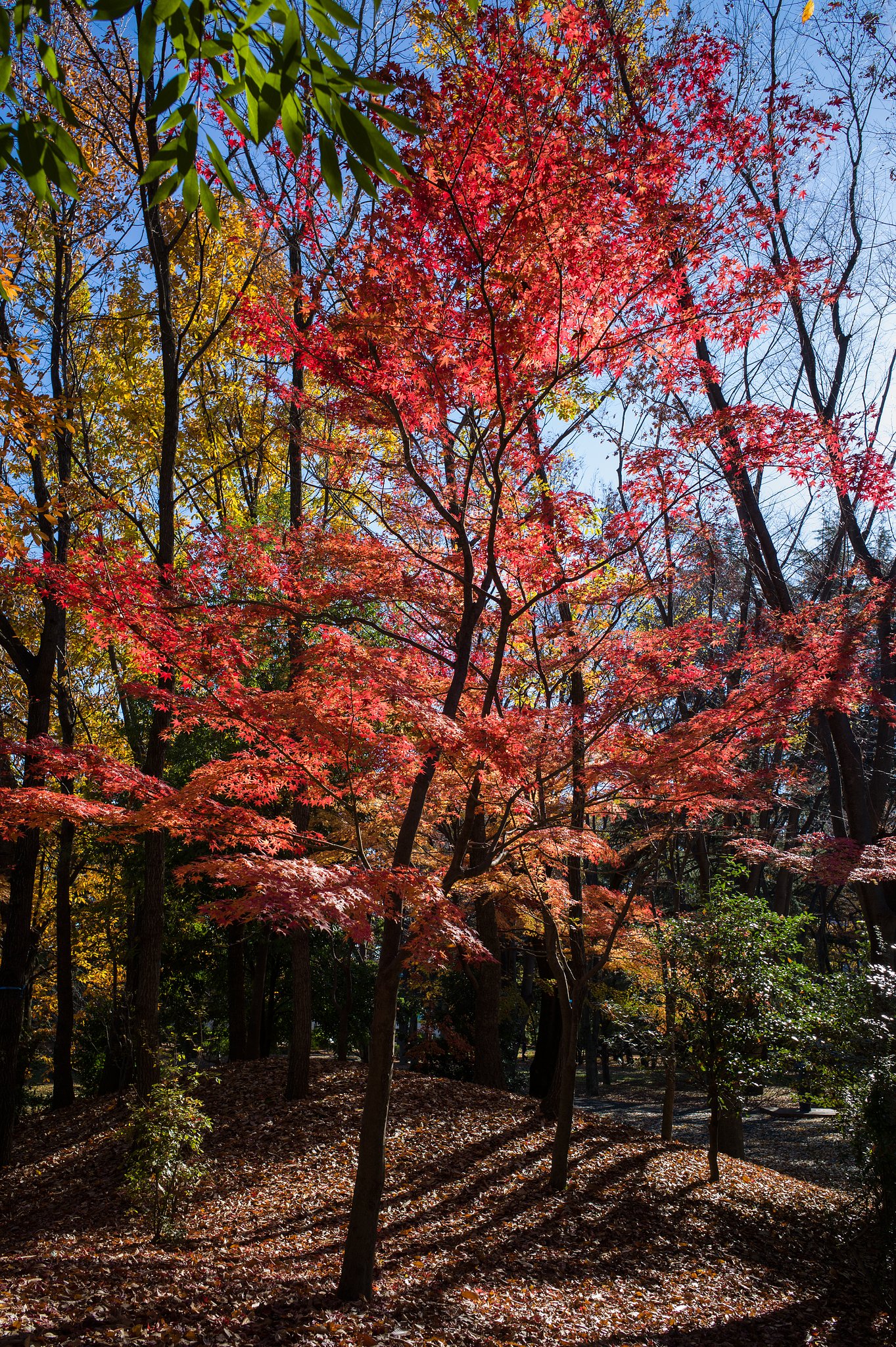 ELMARIT-M 28mm F2.8 ASPH