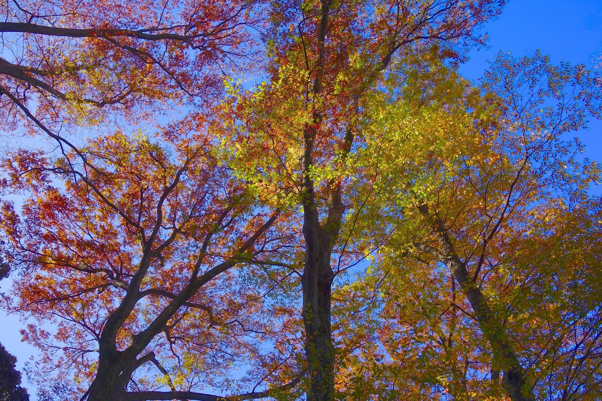 六義園⑤~こんな紅葉も