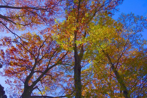 六義園⑤~こんな紅葉も