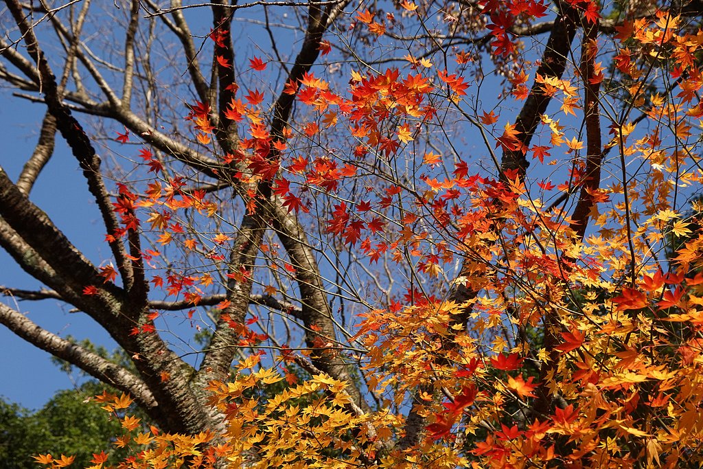 初冬の紅葉